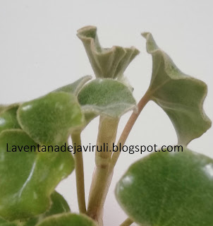 begonia-venosa