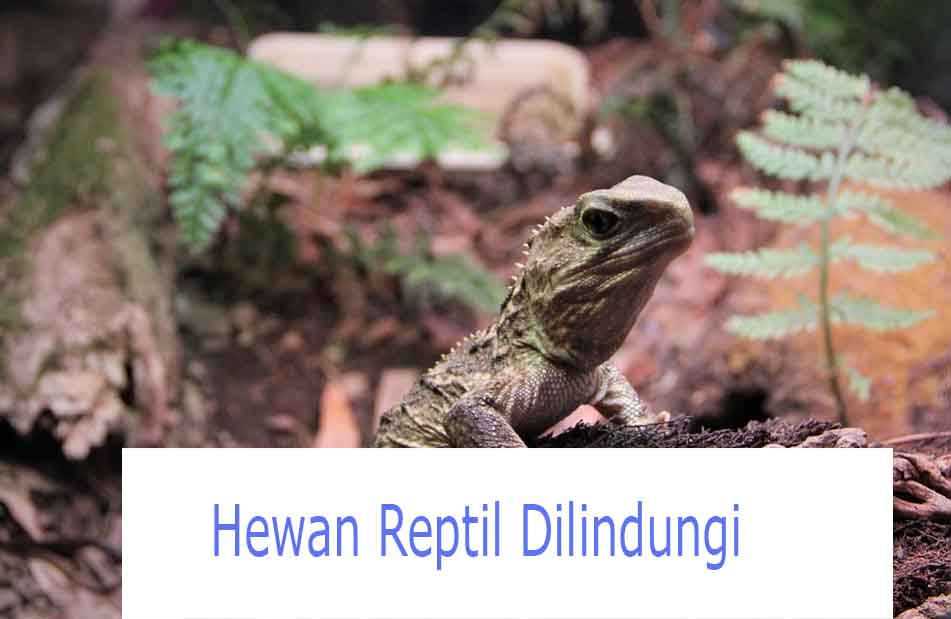 12 Hewan  Reptil yang Dilindungi di Indonesia dan Dunia 