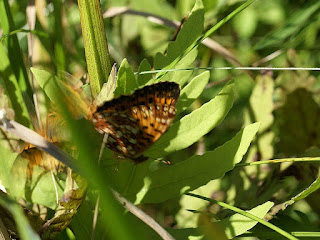 Boloria sp