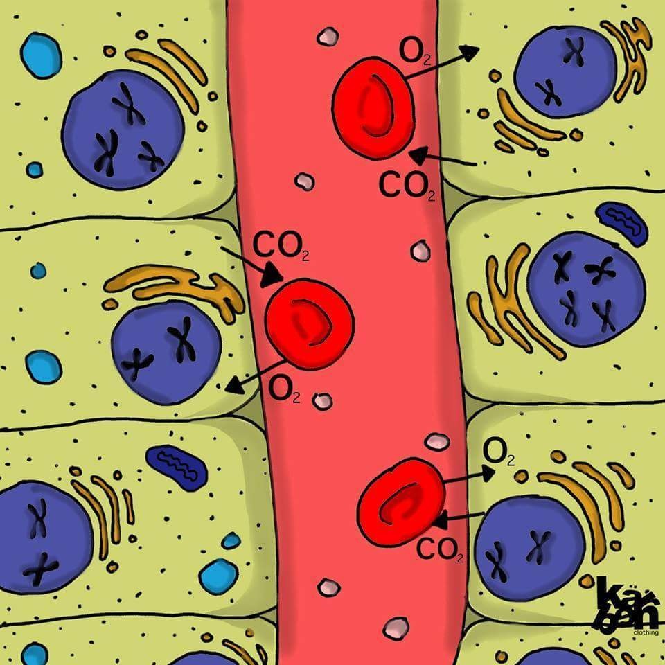 BIOLOGI GONZAGA: DIFUSI GAS RESPIRASI