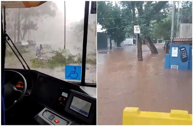 Alerta em São Paulo: Chuvas Intensas Causam Queda de Árvores e Alagamentos pela Cidade