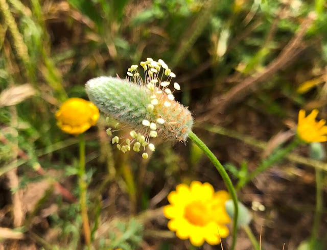 Lingua de ovelha (Ribwort Plantain)