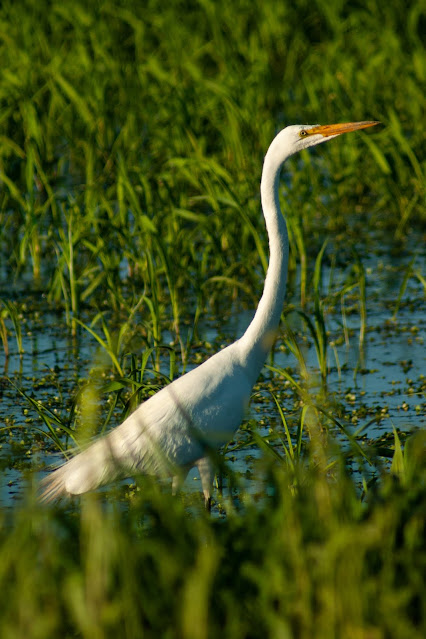 Birdwatching and Nature Vic Fazio Yolo Bypass Wildlife Area