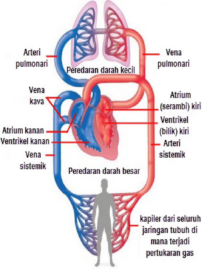 Fisika Fluida dihubungkan dengan Tekanan dan Aliran Darah 