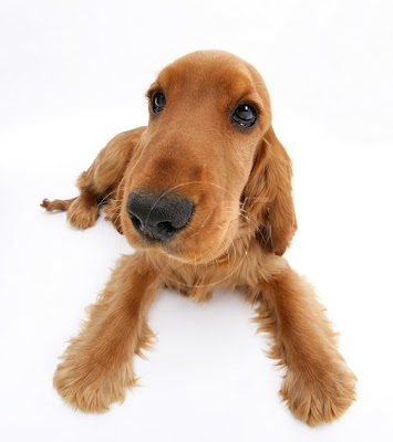 Golden Cocker Spaniel Puppies