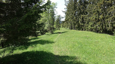 Wiesenpfad durch den lichten Wald