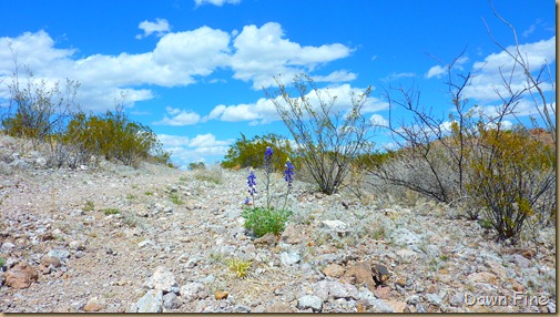 Big Bend Ranch State park_051