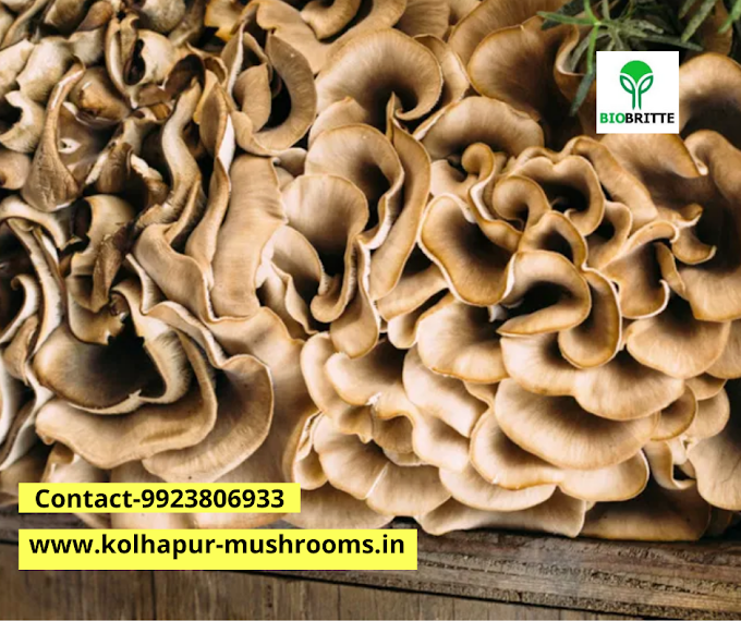 Mushroom farming business | mushroom cultivation | oyster mushroom farming 