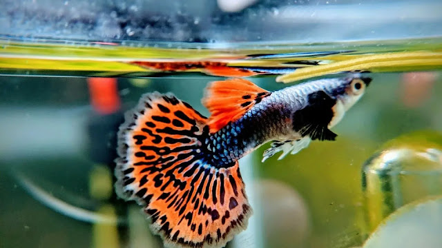 Fancy Guppy