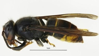 Invasive Asian Hornet