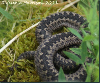 10-adder