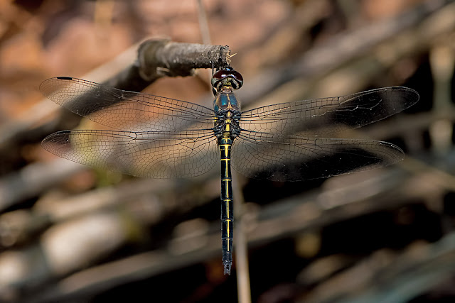 Zygonyx iris the Iridescent Stream Glider