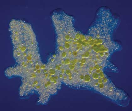 6 Macam Filum Protozoa Protista Mirip Hewan  Gambar  
