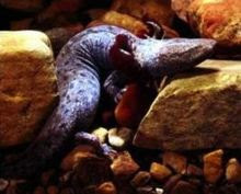 mudpuppy profile, facts, information, photos, pictures, sounds, habitats, reports, news