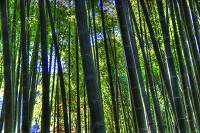 Batang Bambu
