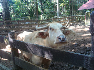 white tamaraw in zoobic safari