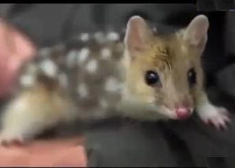 Foto quoll