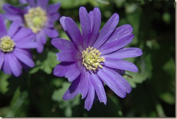 garden 041