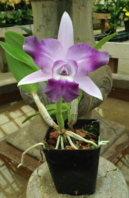 Cattleya Cariad's Mini-Quinee care and culture