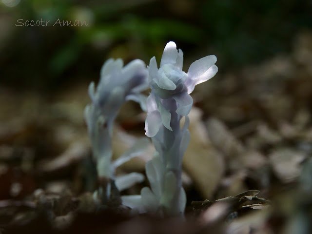 Monotropastrum humile