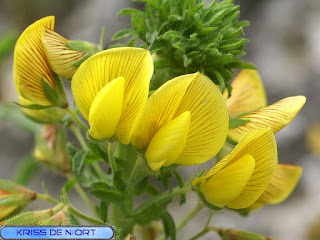 Bugrane jaune - Ononis natrix 