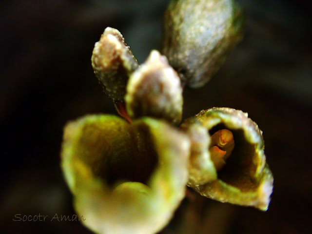 Gastrodia confusa