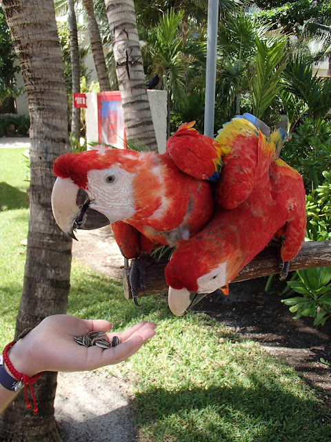 feeding the macaws