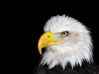 Bald Eagle Background