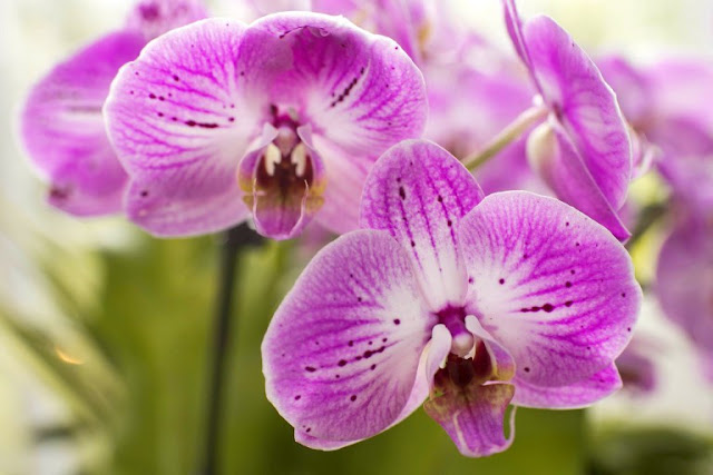 Orchid Flowers Wallpapers