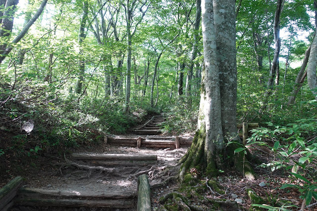 8月の大山夏山登山道