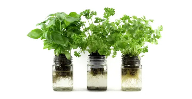 A photo of basil, parsley, and mint plants growing in glass jars. The plants are in black net pots suspended above a hydroponic nutrient solution