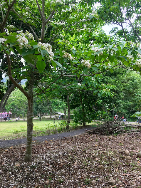 Tung Flower Festival in Gukeng, Yunlin, Taiwan