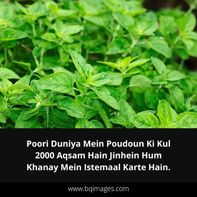 Facts About Foods in Urdu