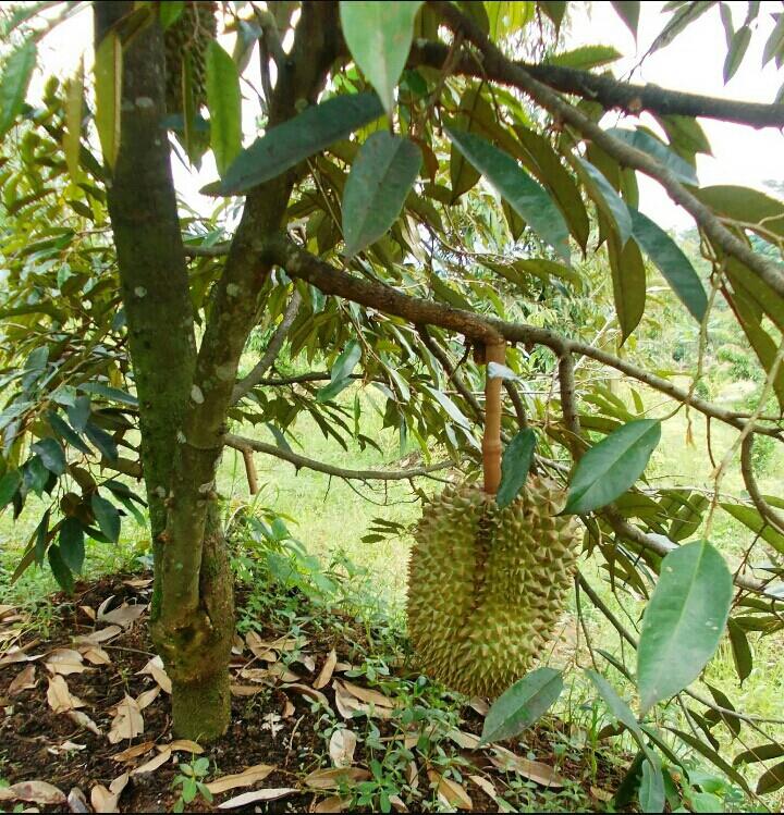 Berita TV Malaysia: anak pokok durian hybrid rendah