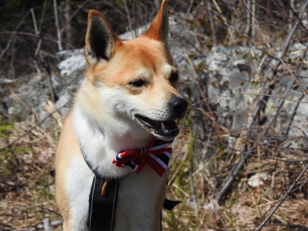 17. mai feiring Postvegen Garnås lundehund