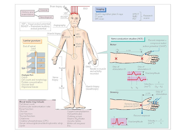 Investigation Of The Nervous System