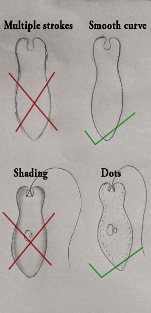  DRAW  IT NEAT How to draw  Biology diagrams  