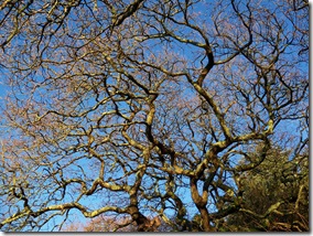 Oak tree against the skyline