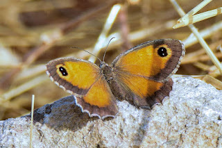 mariposa-lobito-jaspeado-pyronia-cecilia-hembra-