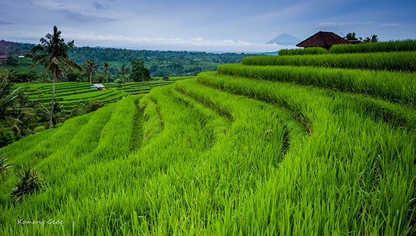 Teras Sawah Jatiluwih, Tabanan, Bali - Indonesia