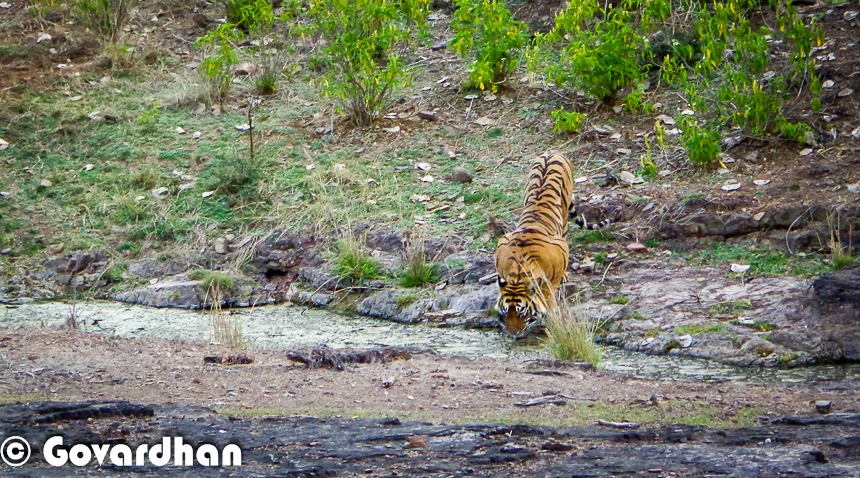 It's important to note that tiger populations can fluctuate due to various factors such as habitat loss, poaching, human-wildlife conflict, and ecological changes. Conservation efforts, including the establishment of tiger reserves, habitat restoration, anti-poaching measures, and community engagement, play a crucial role in ensuring the continued survival of tigers in India.    The Indian government, along with various conservation organizations and wildlife authorities, continues to prioritize tiger conservation through initiatives such as Project Tiger, which was launched in 1973 to protect and conserve the endangered species and its habitat.    For the most up-to-date information on tiger populations in India, it is recommended to refer to official reports and announcements from the Ministry of Environment, Forest and Climate Change (MoEFCC) and the National Tiger Conservation Authority (NTCA). These organizations regularly conduct tiger surveys and release official population estimates to track the status of tiger populations in the country.