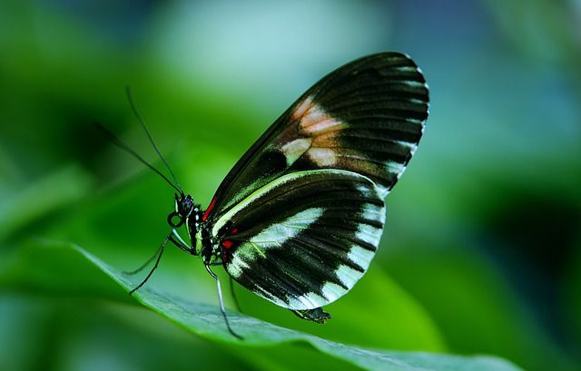 Bali Butterfly Park | Taman Kupu-Kupu Bali