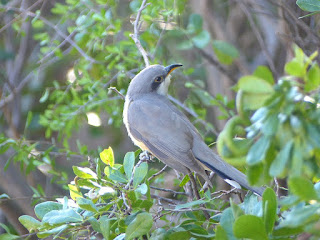 Coccyzus americanus - Coulicou à bec jaune