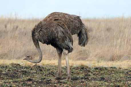 Ostrich is the dumbest animal in the world.