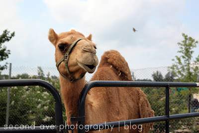 Blog, Photographer, Photography, Second Ave Photography, Virginia photographer, zoo, pet photographer