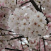 花開花落