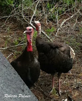 Wild turkey hens, photo by Roberta Palmer, Mass., USA