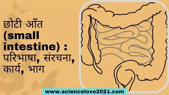 छोटी आँत (small intestine) : परिभाषा, संरचना, कार्य, भाग|hindi