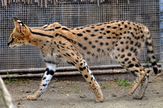 Animal Planet, The elegant savannah cats