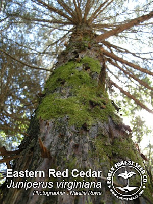 cedar trees pictures. Eastern Red Cedar Tree